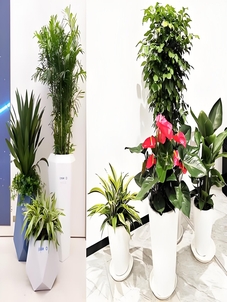 宁波海曙绿化修剪公司